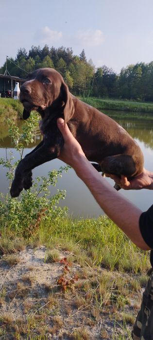 Wyżeł Niemiecki Krótkowłosy