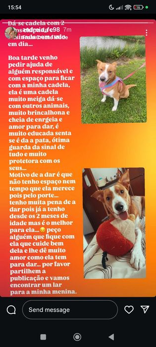 Dá se cadela com 3 anos