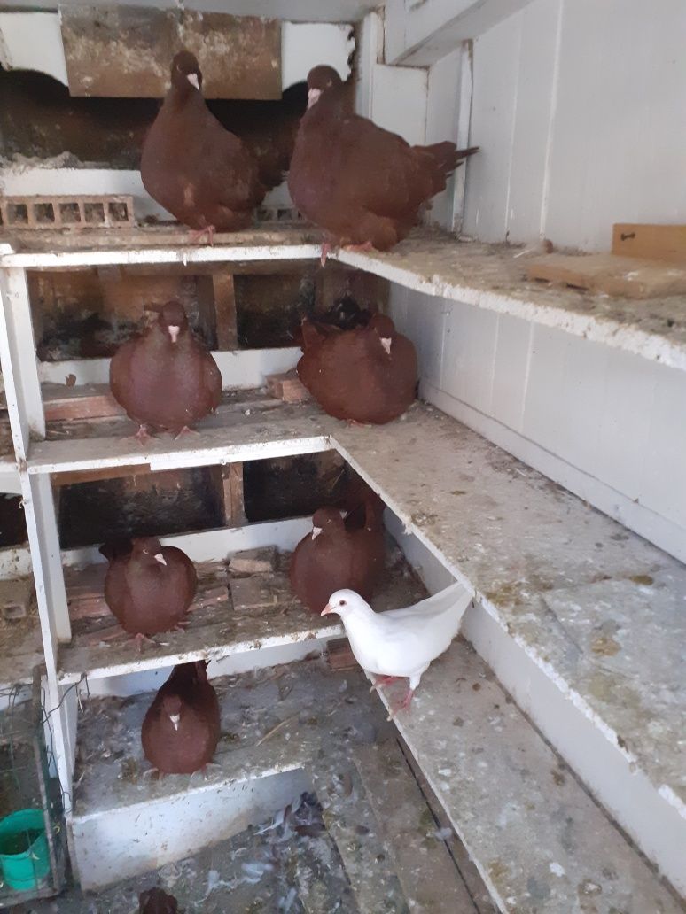 Pombas de raça Mondain