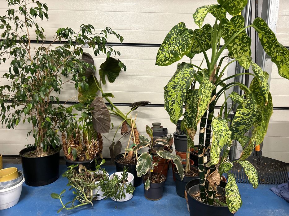 Rośliny do odratowania