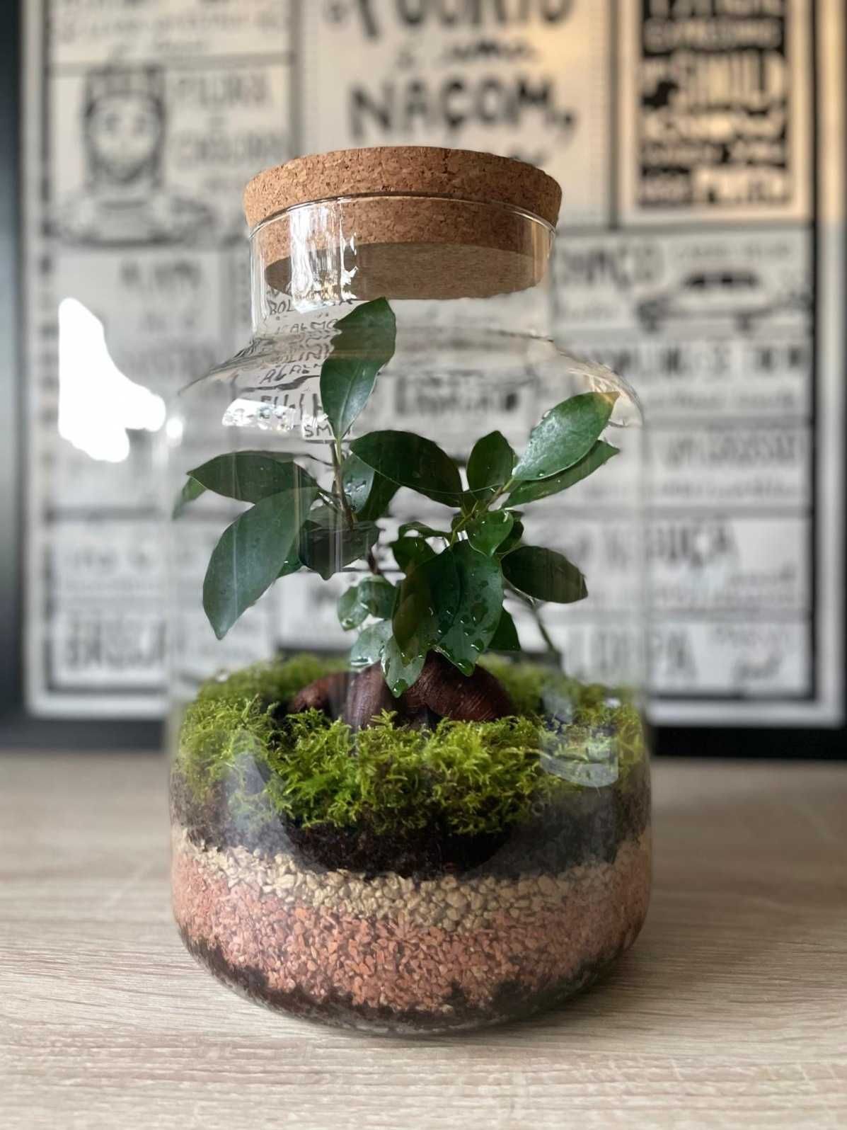 Bonsai em Terrário/ Vaso