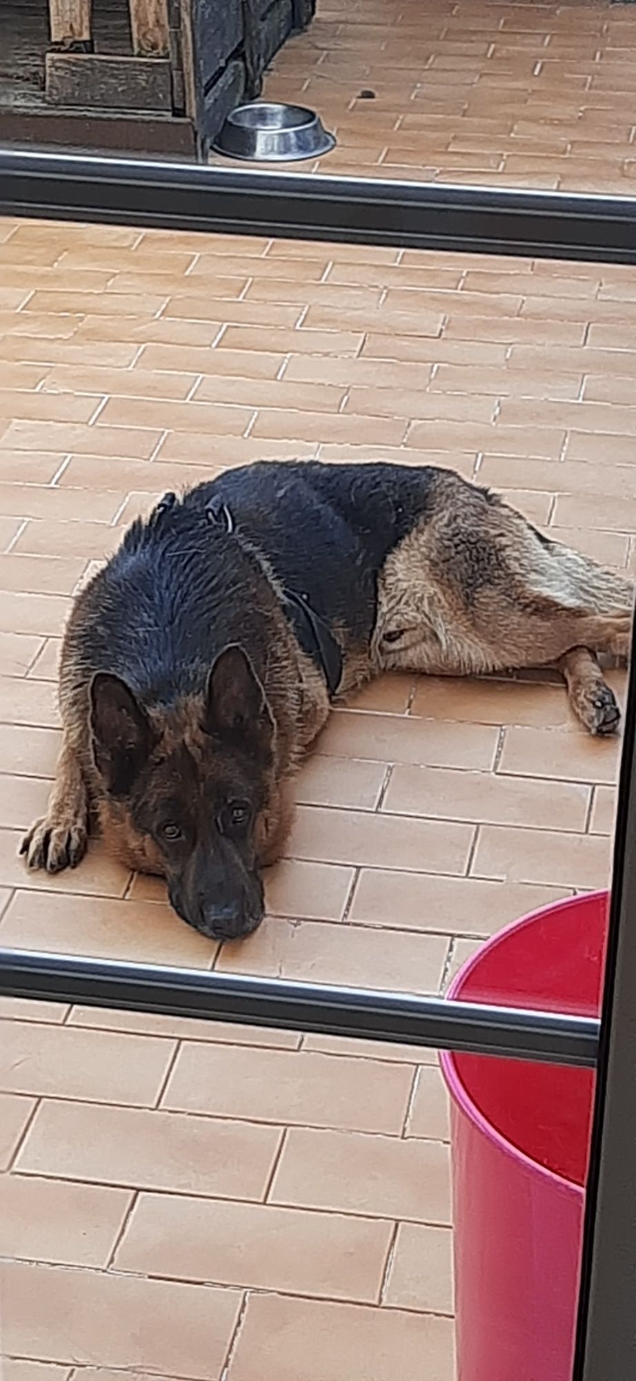Pastor Alemão para adopção