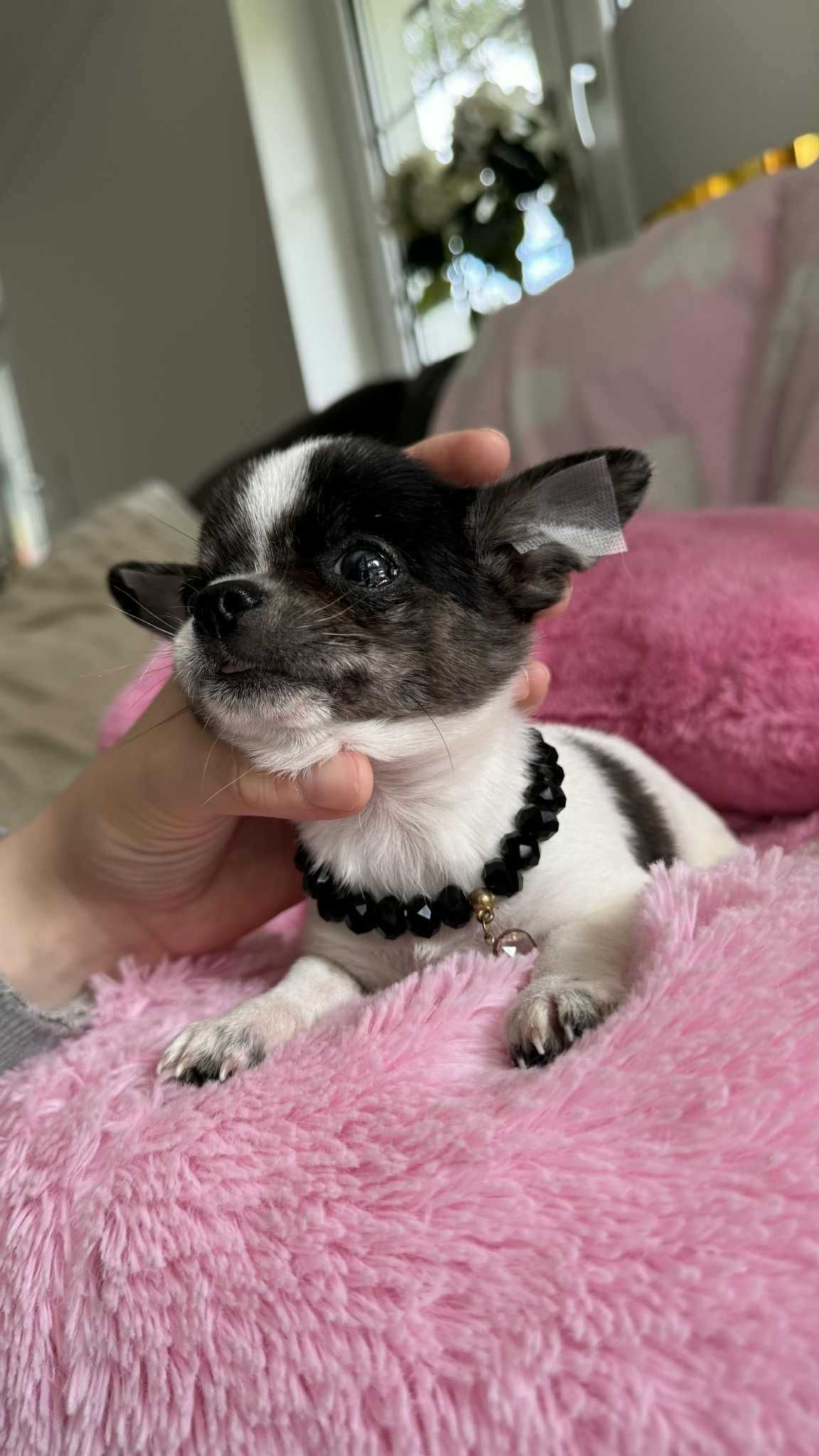 Chihuahua Piesek z Rodowodem*Tricolor* Impuls *Mini*