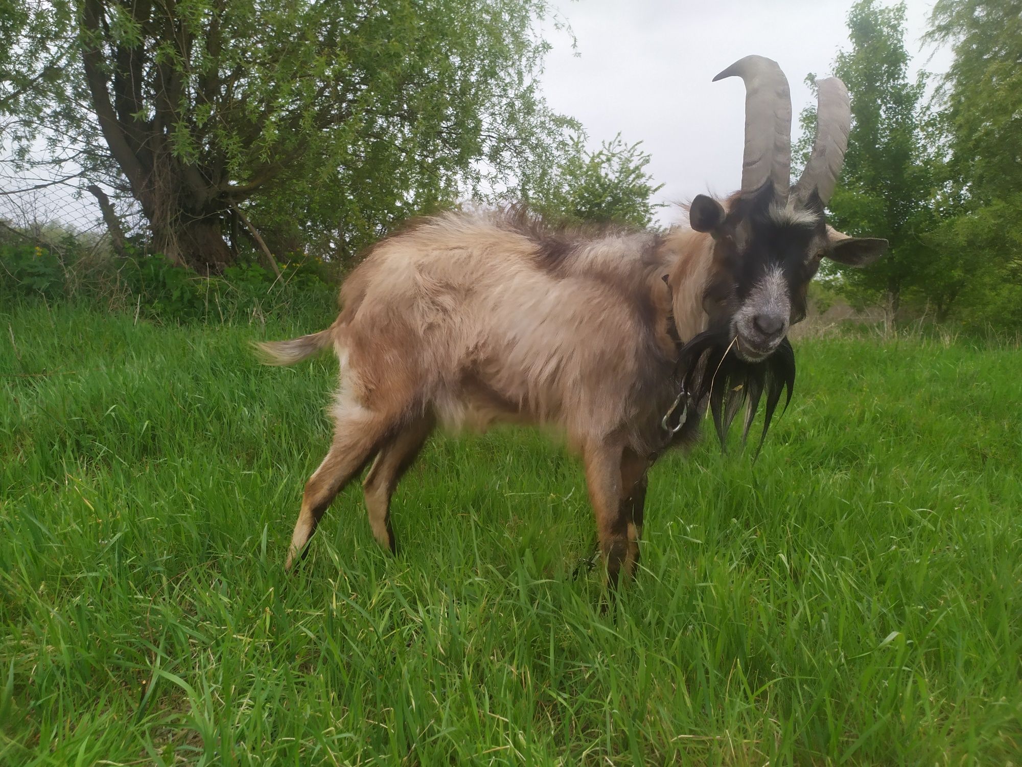 Продам козла альпійця.