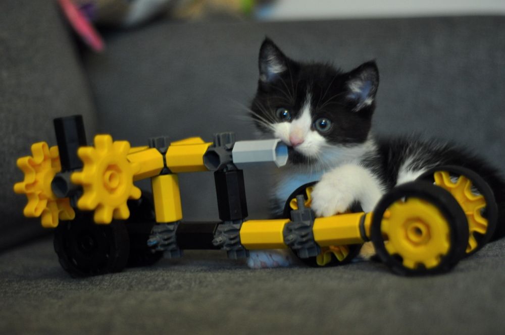 Ptyś szuka domu - kot do adopcji