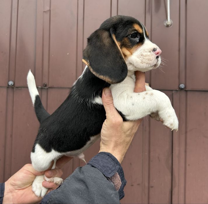 Цуценята породи Бігль