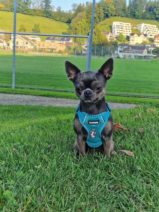 Chihuahua Fci Reproduktor, krycie, BLUE Gen