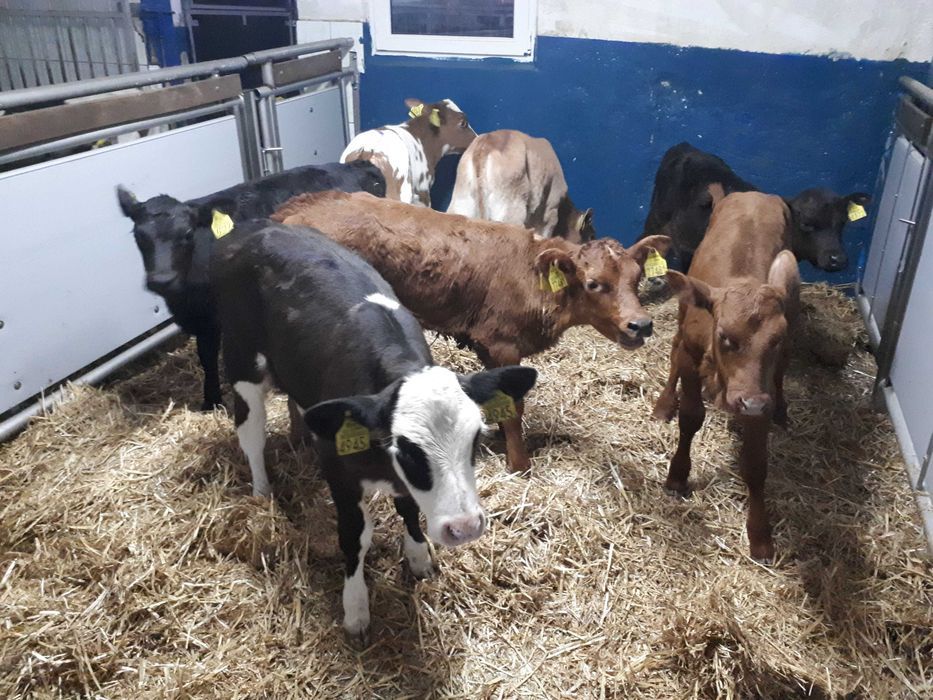 Cielaki MM, MS, SM, byczki, jałówki, jałówki i byczki HF RW, dowóz