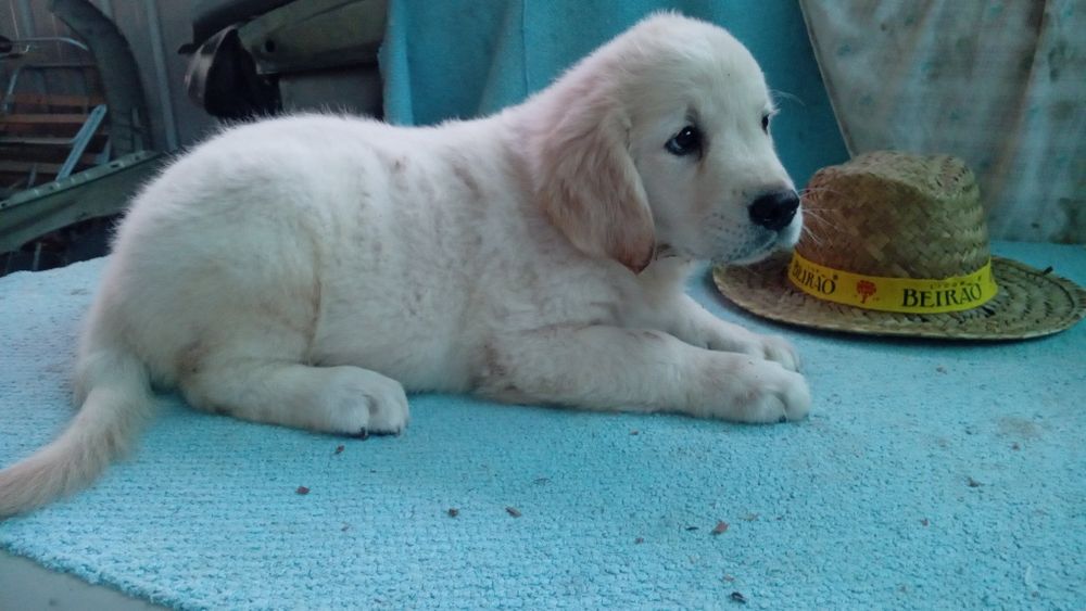 Golden retriver macho