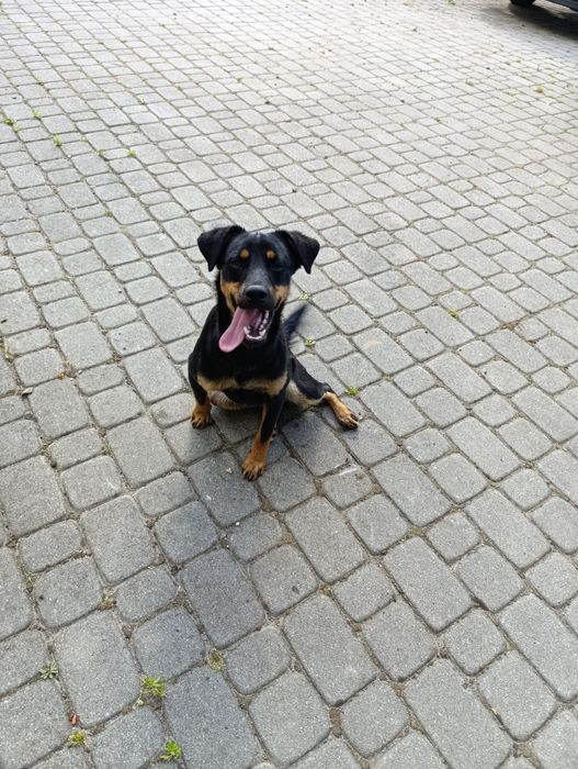 Oddam psiaka rasy mieszanej