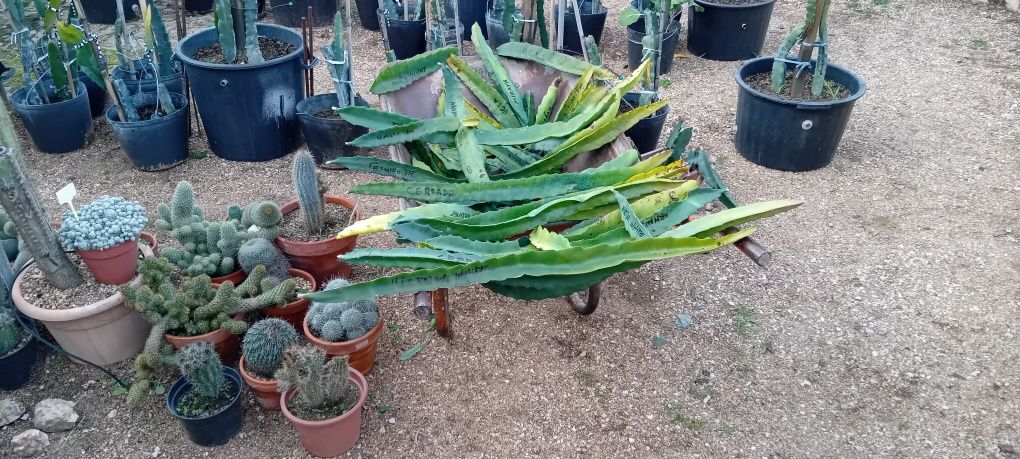 Pitayas enraizadas / não enraizadas