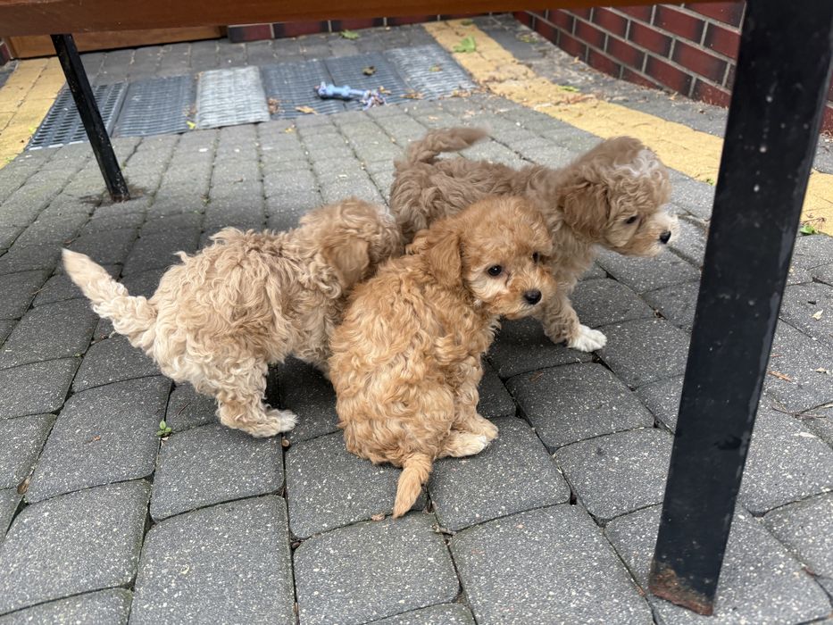 Maltipoo F1 szczeniak z rodowodem