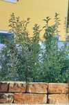 Vedação viva, ligustrum japonicum