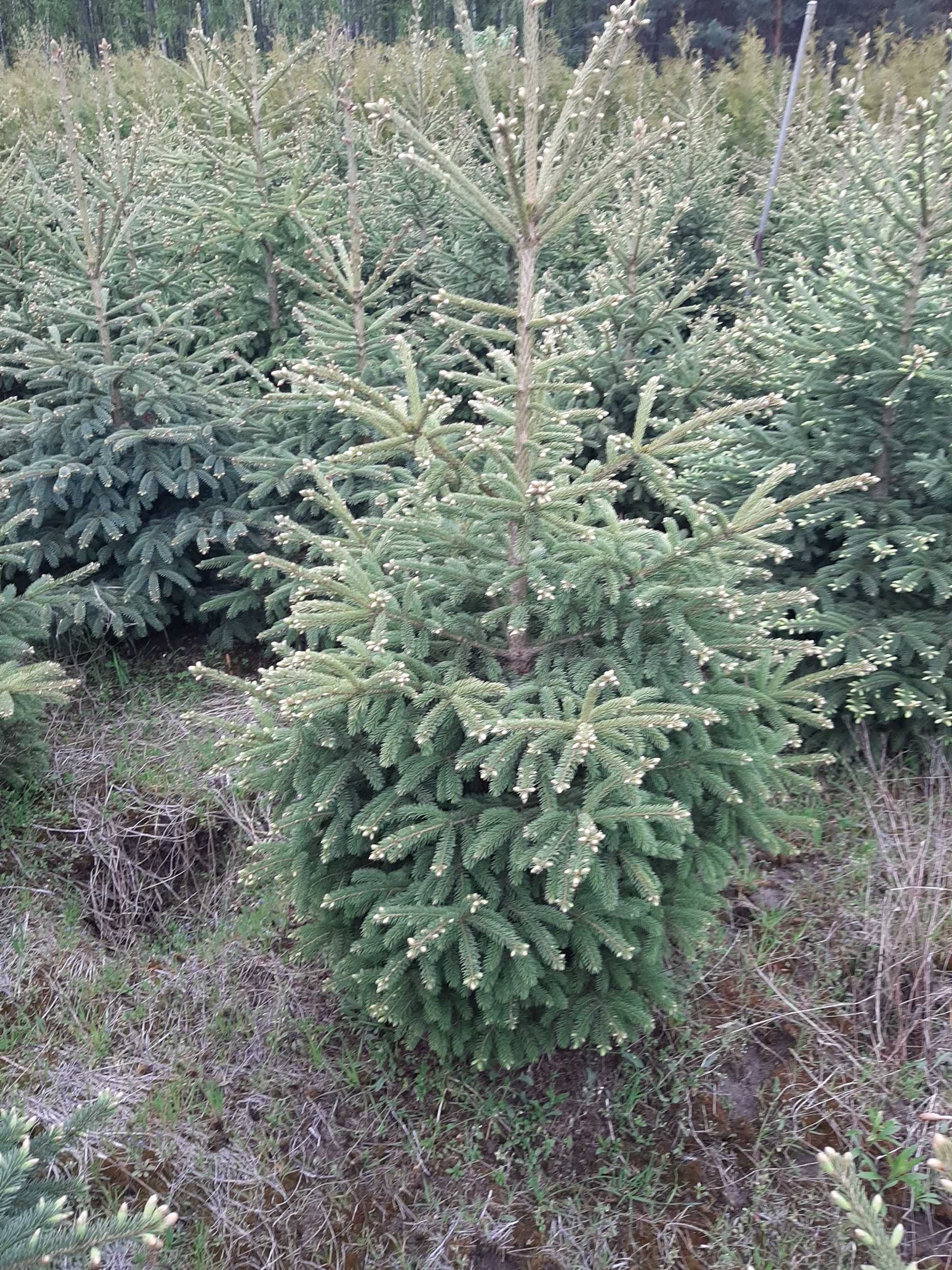 świerk biały Densata 200-220 cm
