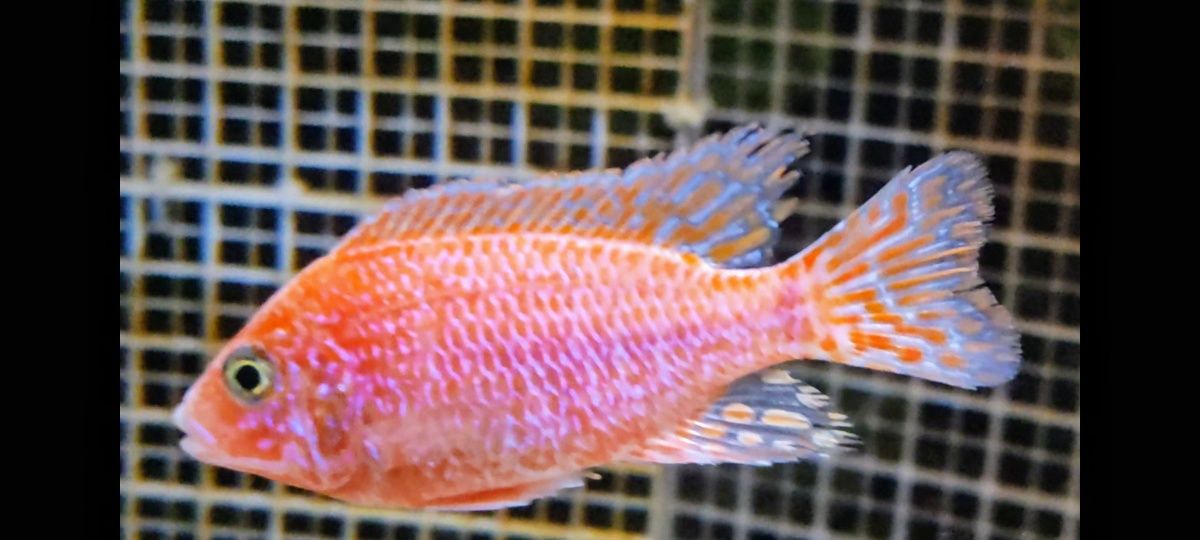 Aulonocara  Dragon Blood macho