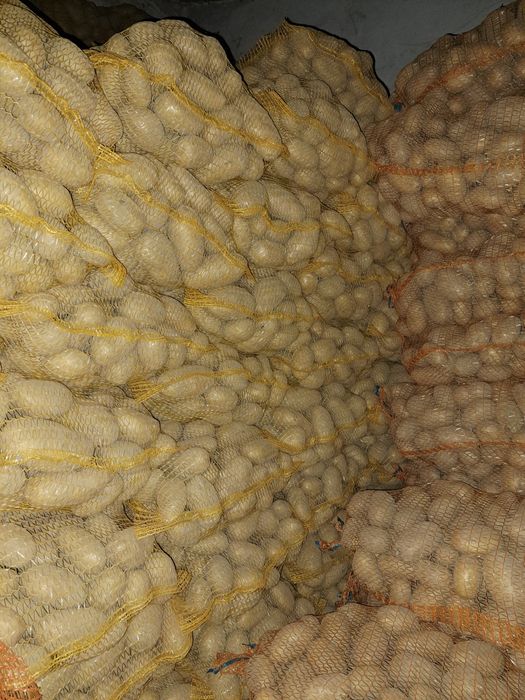 Sprzedam ziemniaki Queen Anne