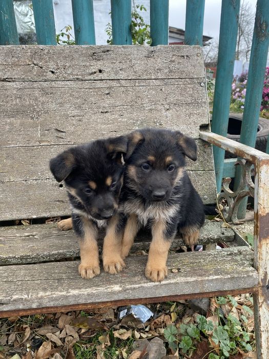 Продам щенков Немецкой авчарки