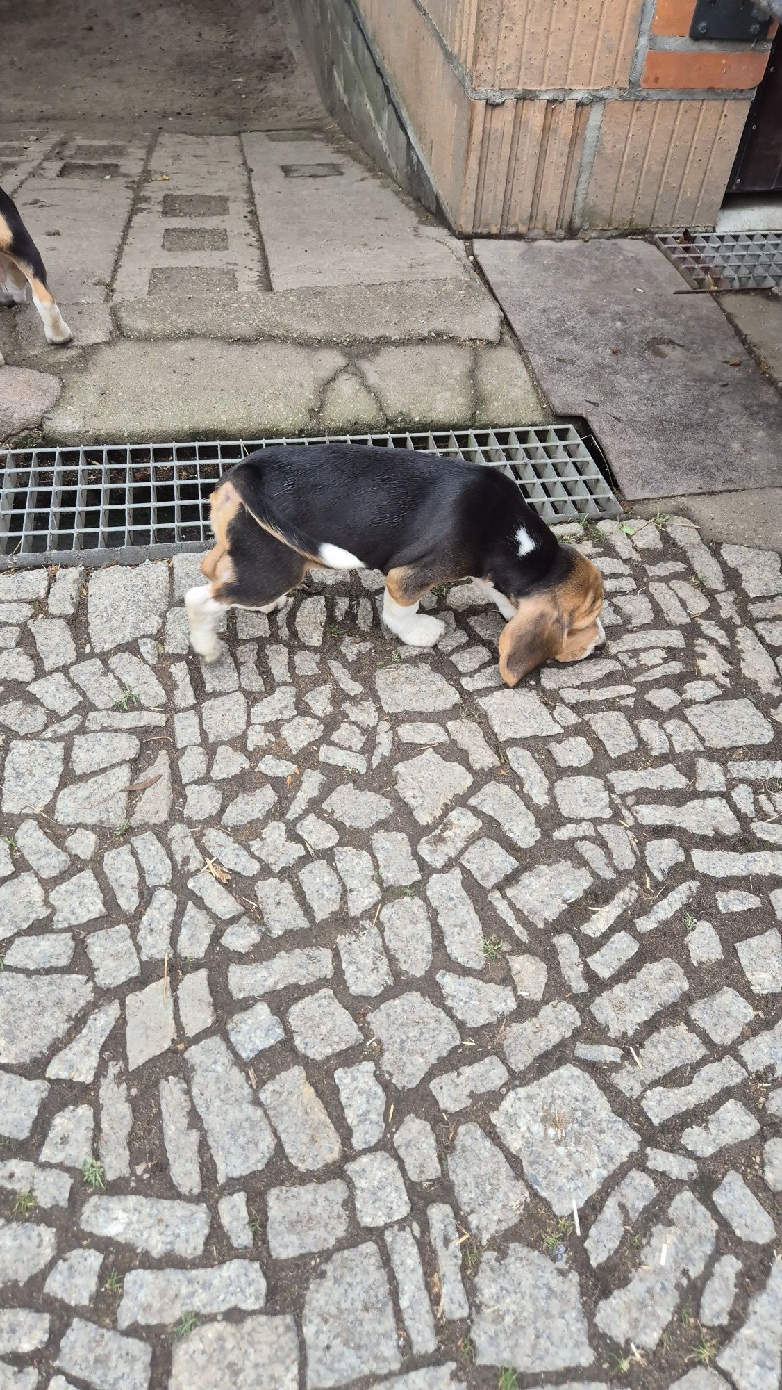 Beagle , sunia z rodowodem