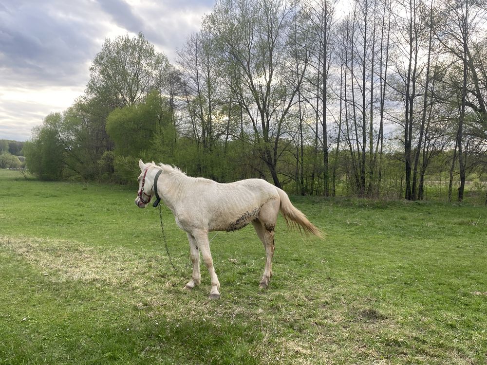 Кінь, кобила, лошадь. 2 роки, помість.