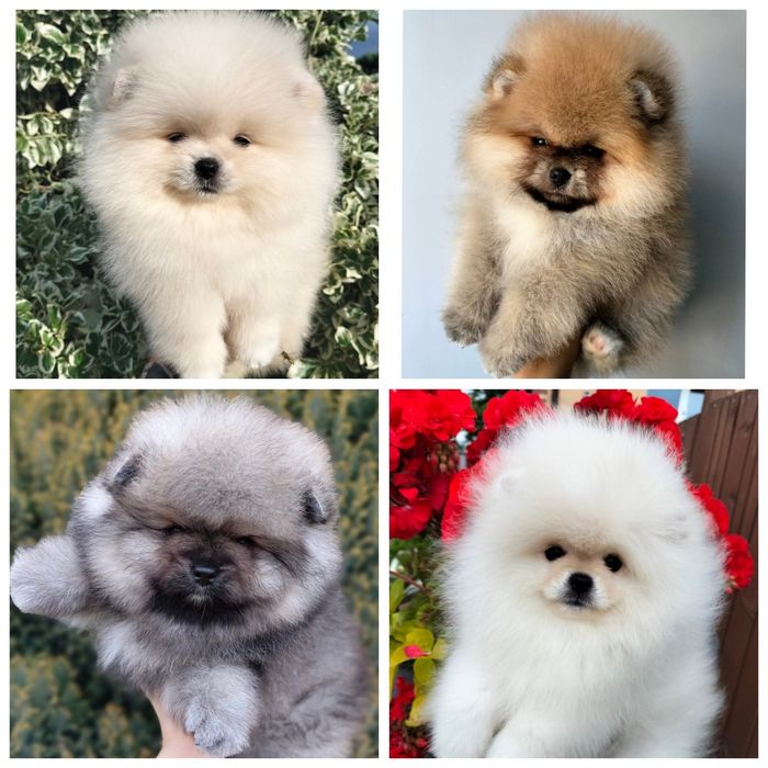 FCI Szpic miniaturowy Pomeranian BOO ZKwP z rodowodem