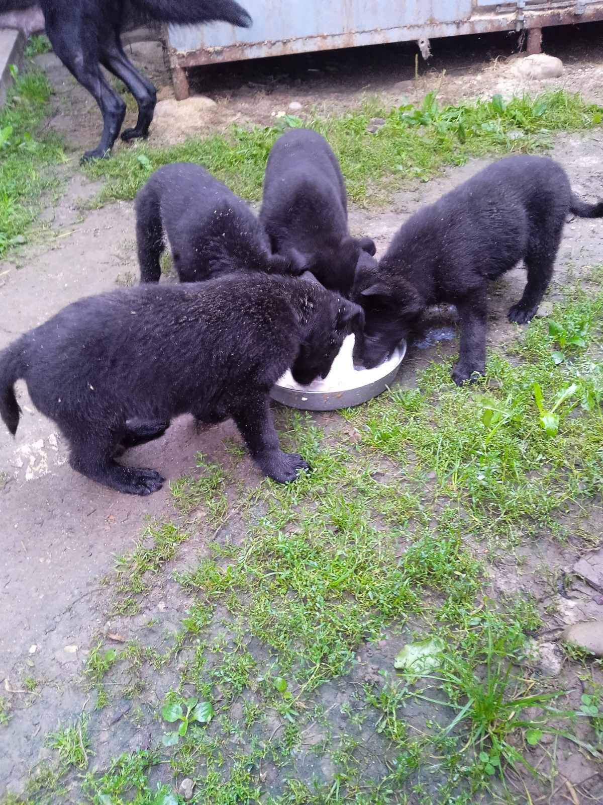 Продам щенят ,німецька вівчарка