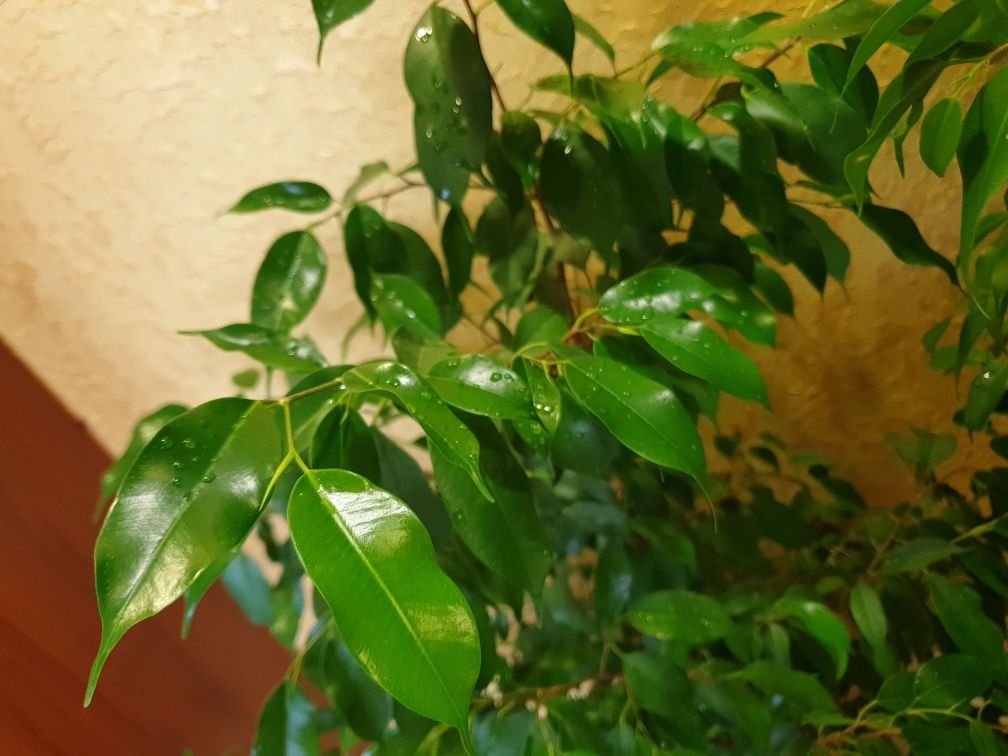Фікус Бенжаміна Ficus benjamina вазон дерево