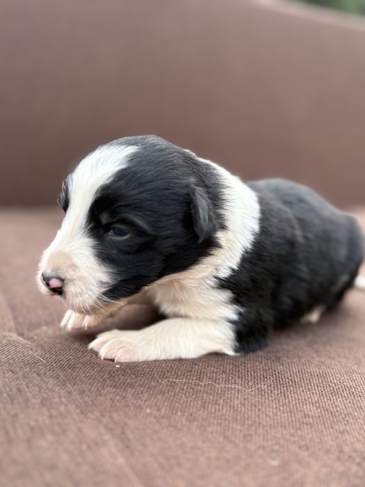 Border Collie suczka szczeniak z metryką
