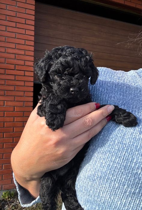 Цуценята Той пудель