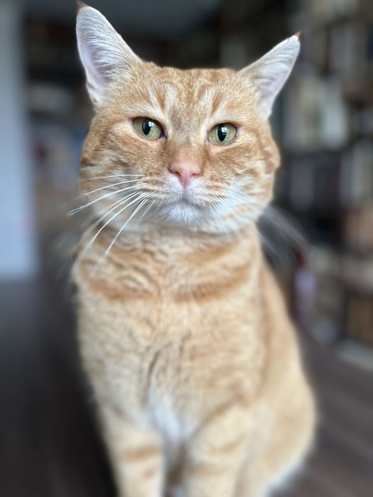 Котик кастрований