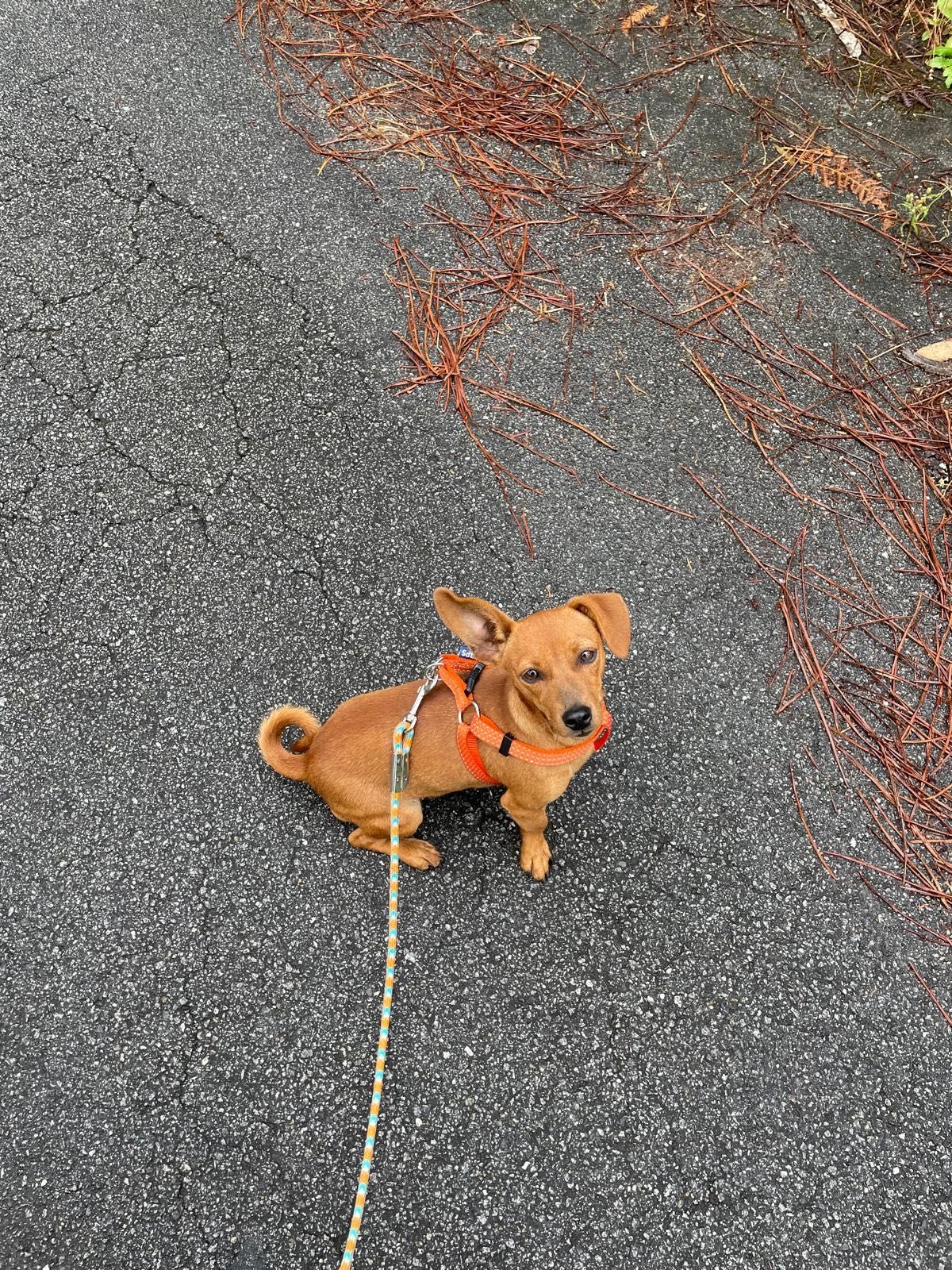 Passeio cães na zona do Saldanha e arredores