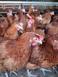 KURY NIOSKI młode 25tyg.Każda z jajkiem z wolnego-wybiegu.ROSA Leghorn
