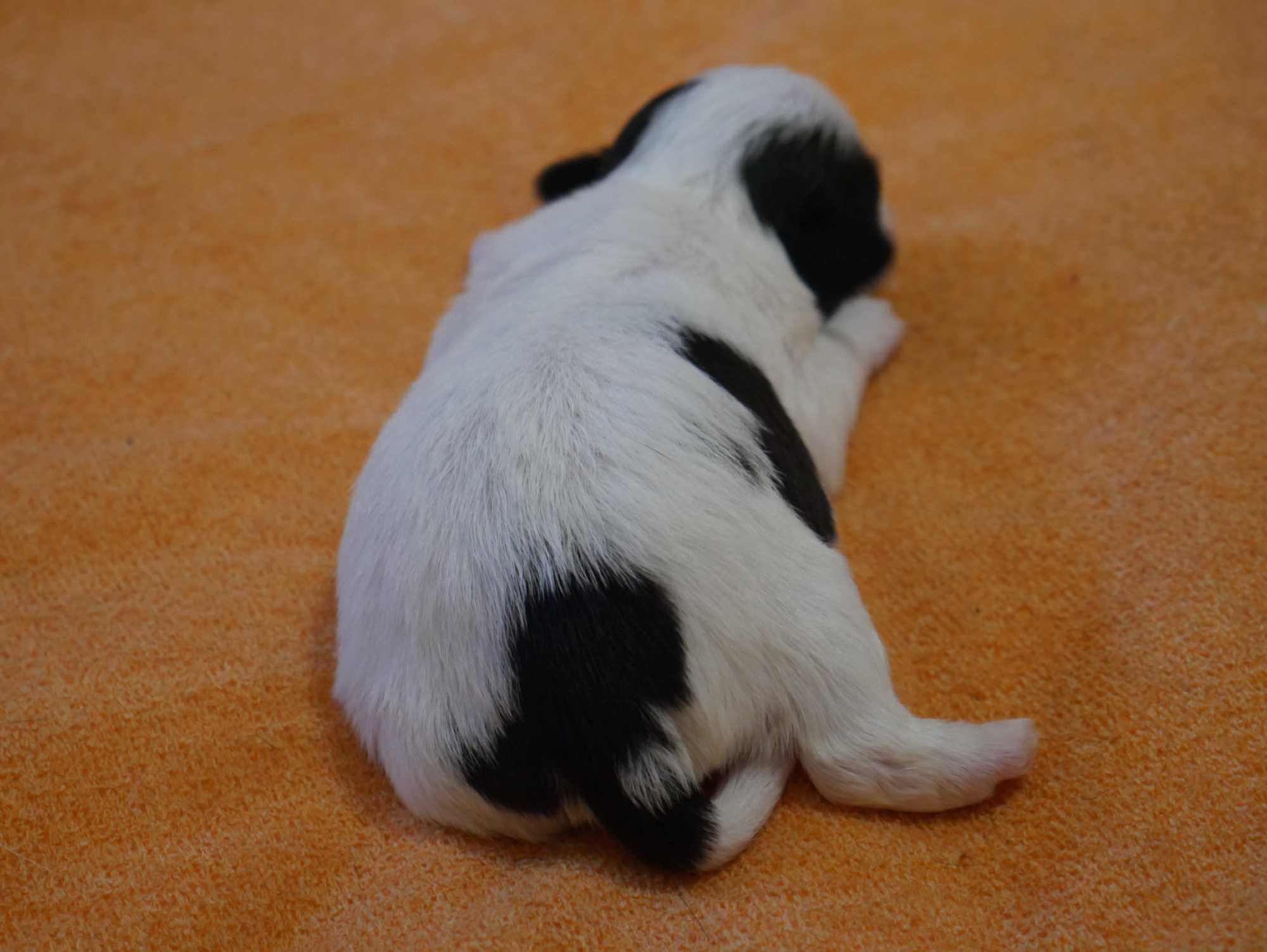 SHIH TZU - suczka do rezerwacji