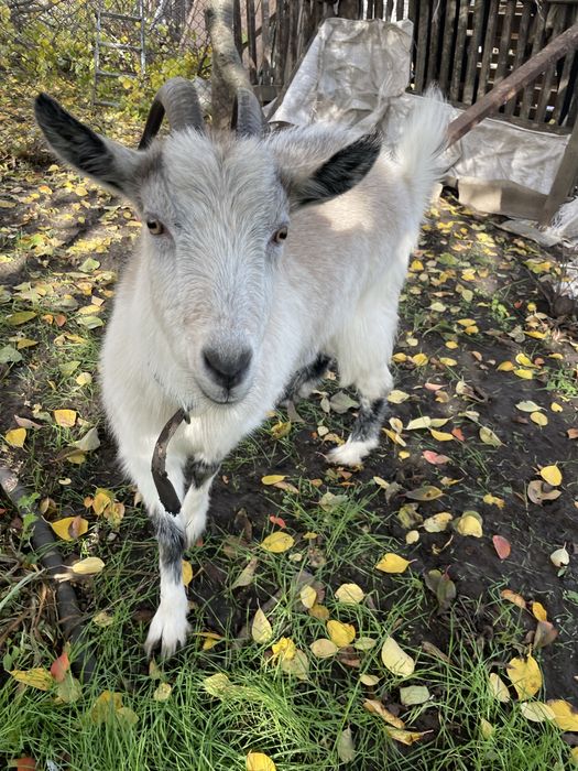 Продам  молоду козу