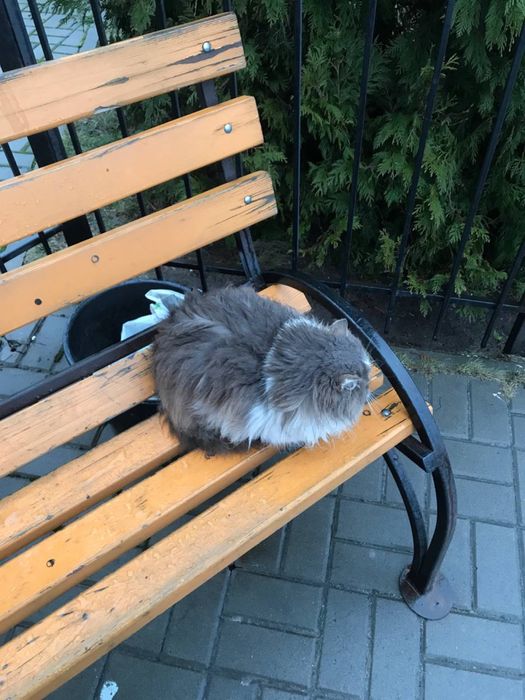 Кішечка в добрі руки (Сміла, Черкаська обл.)