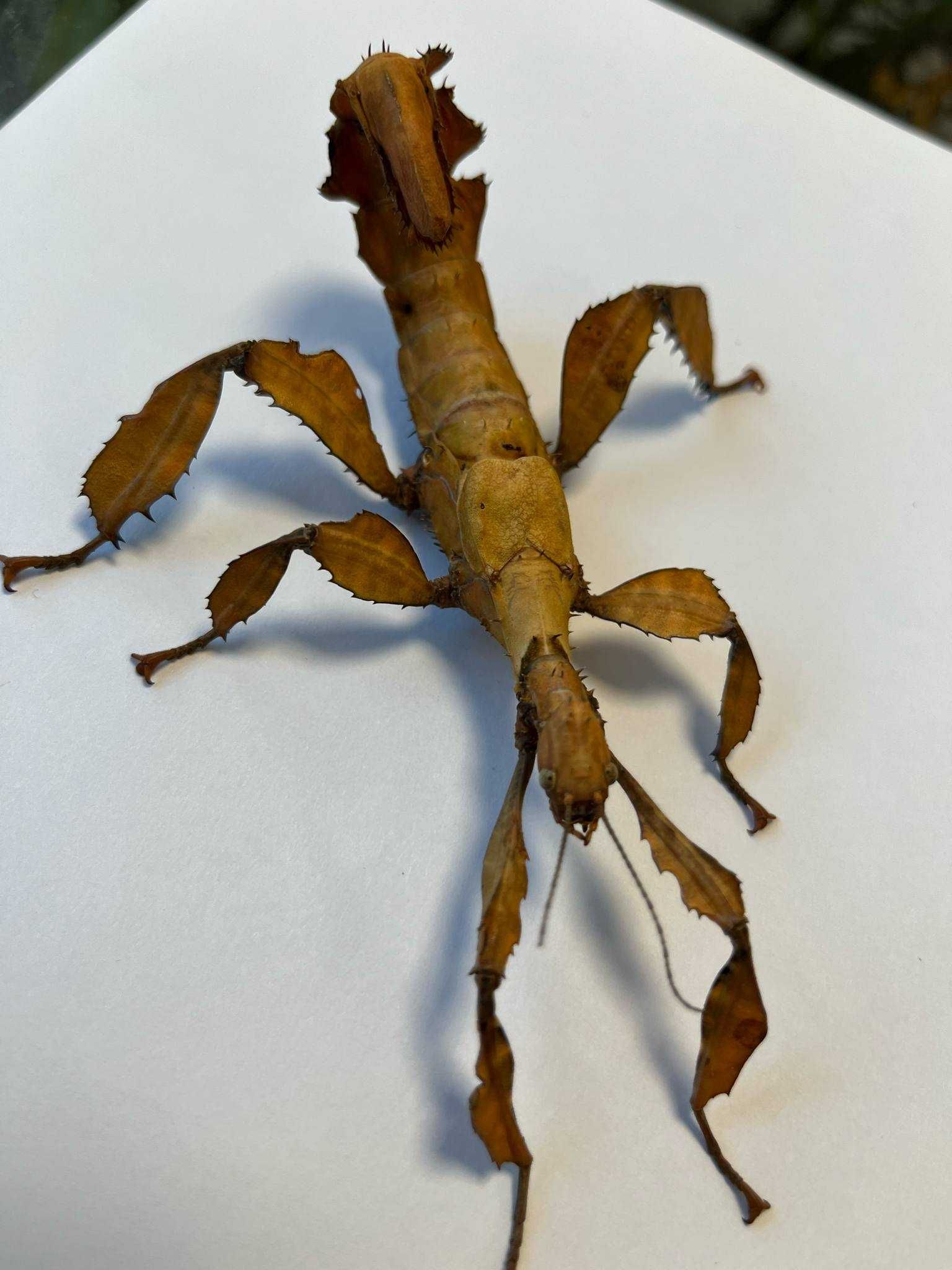 Straszyk australijski