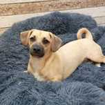 Dina cudowna sunia do adopcji