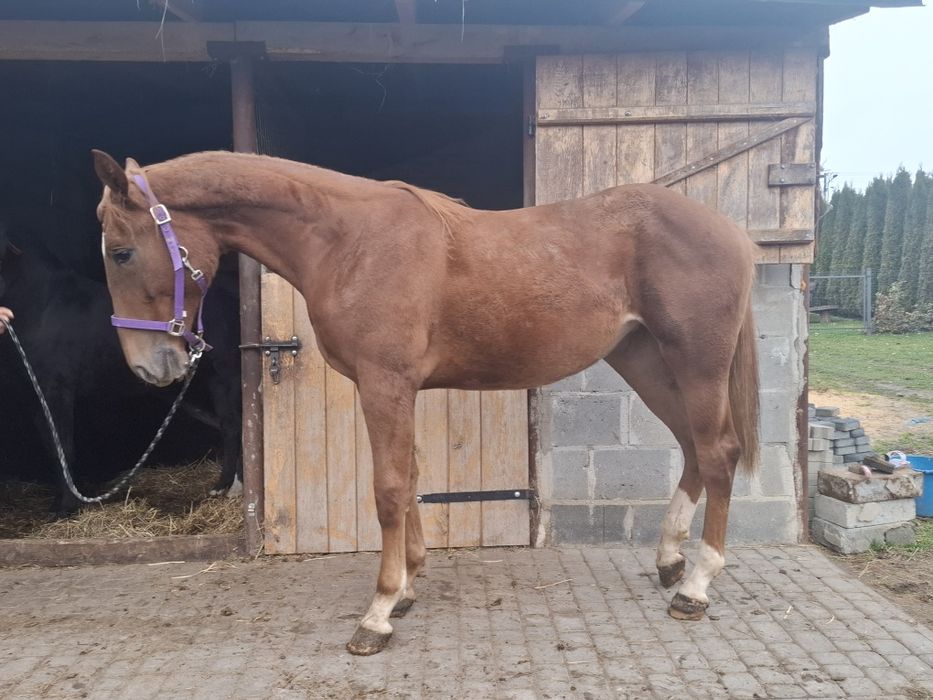 Sprzedam klacz 1.5 roku