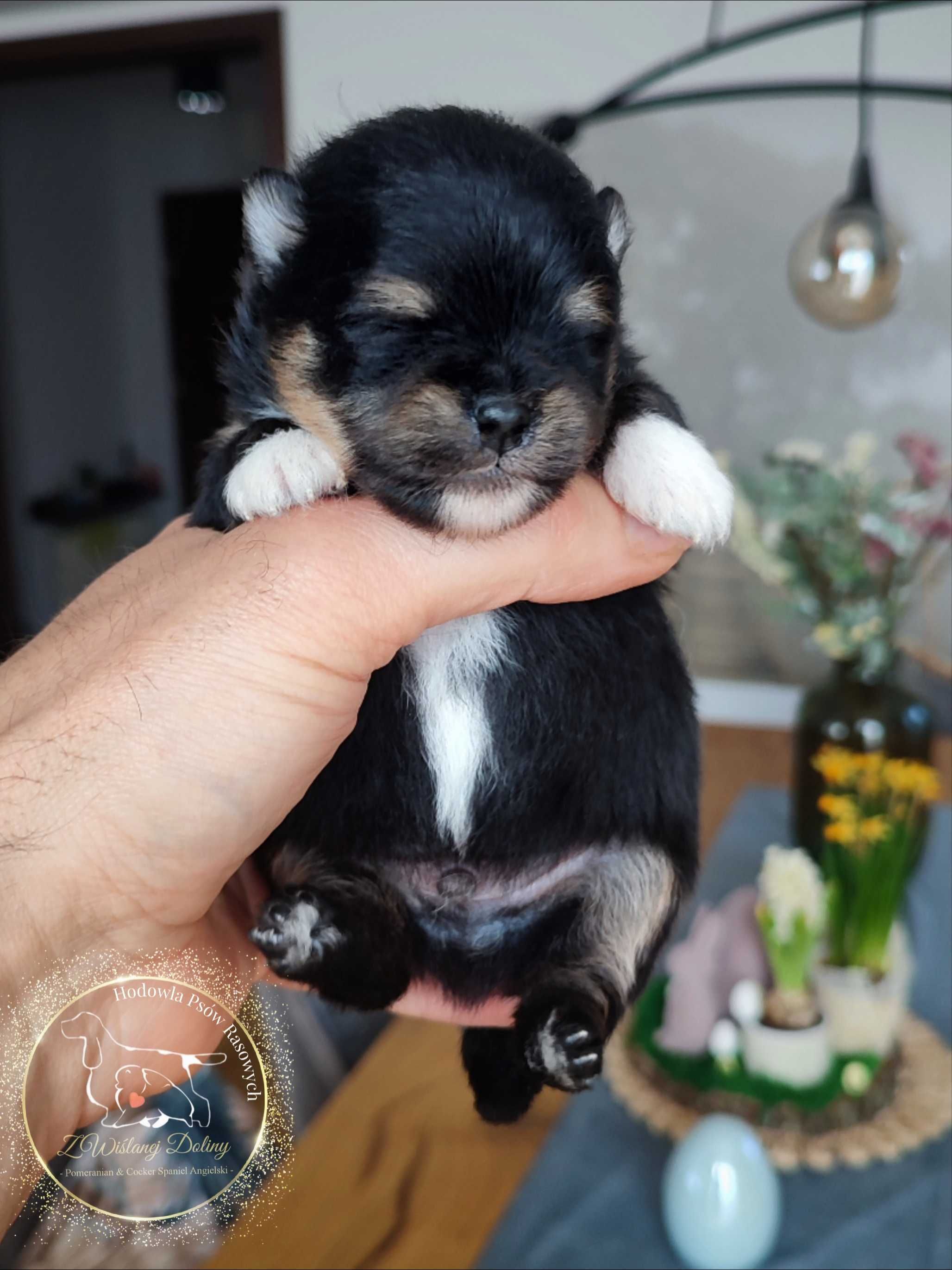 Szpic miniaturowy pomeranian typ misia