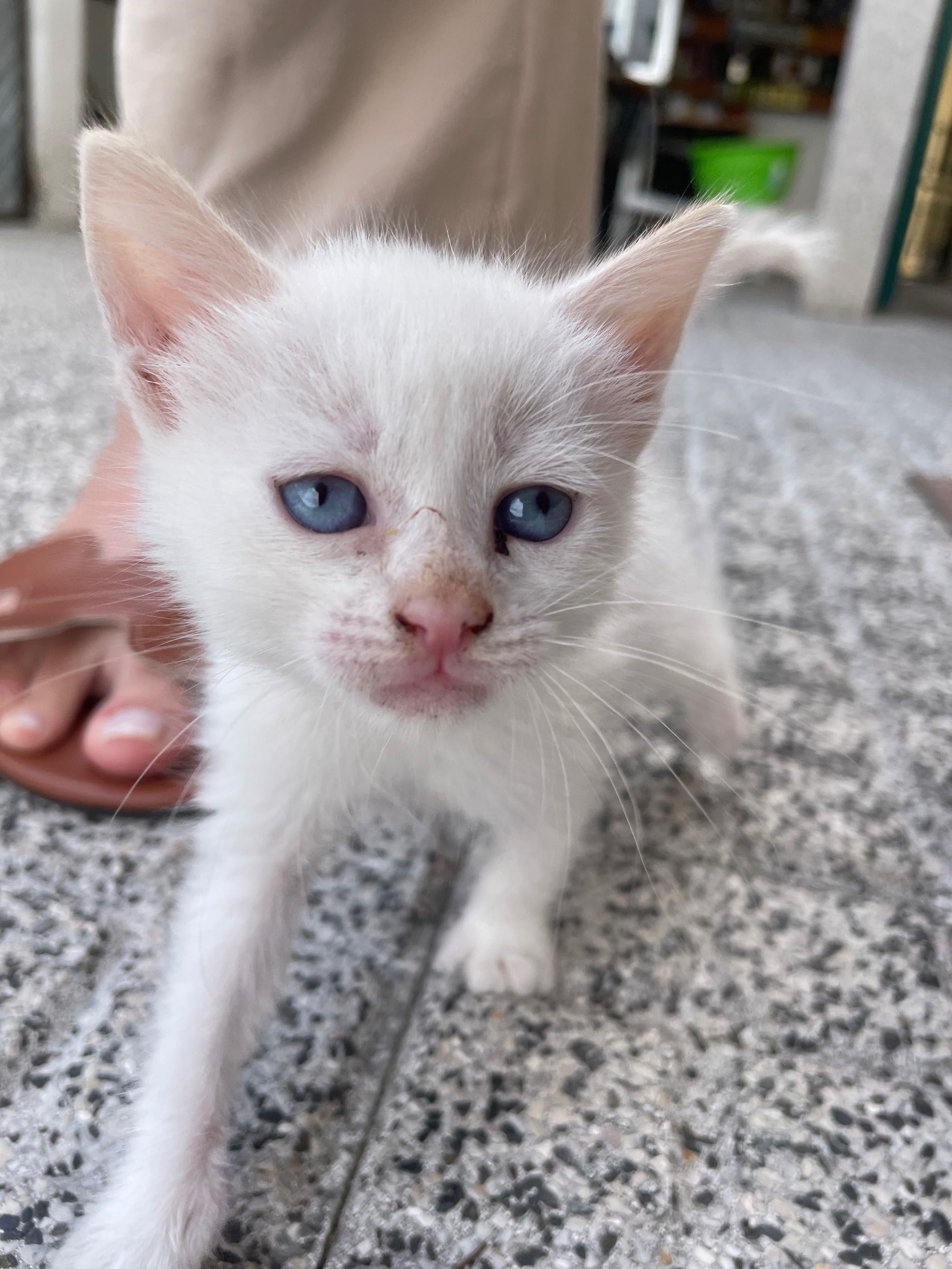 Gatinha com 1 mês para adoção