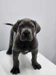 Cane corso italiano