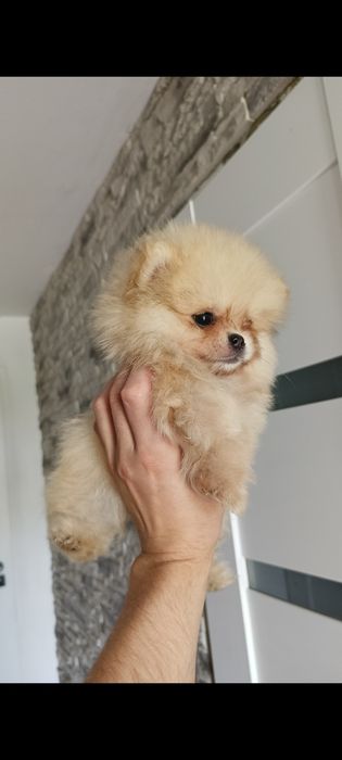Suczka Szpic miniaturowy pomeranian MIŚ