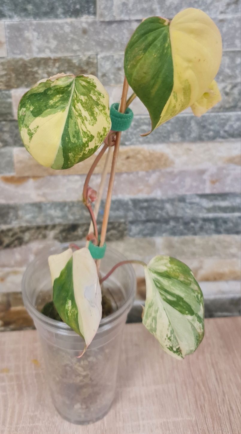 Philodendron Micans variegata,5 liści