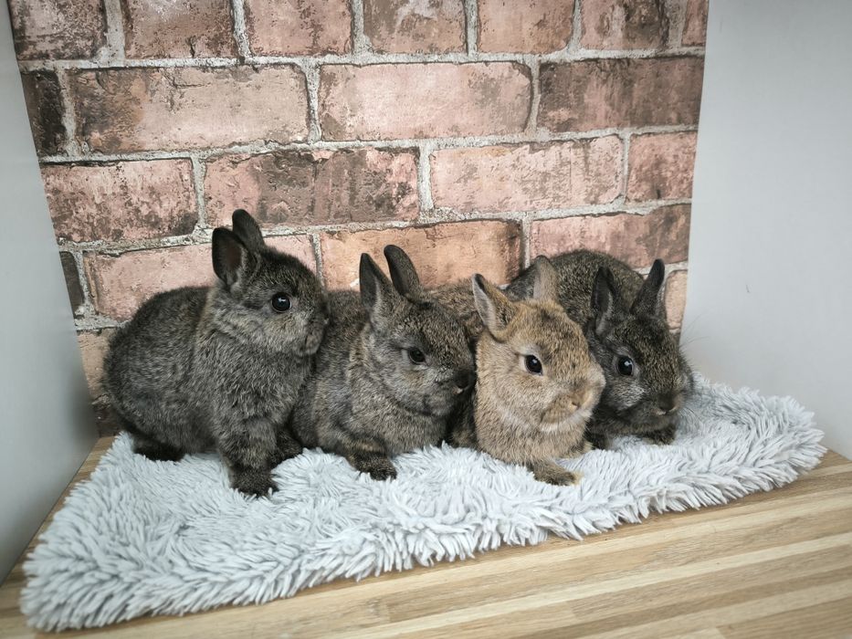 Króliczki karzełki szare ciemnoszare mini króliki