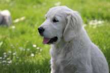 Golden Retriever ZKwP FCI Gotowe do odbioru