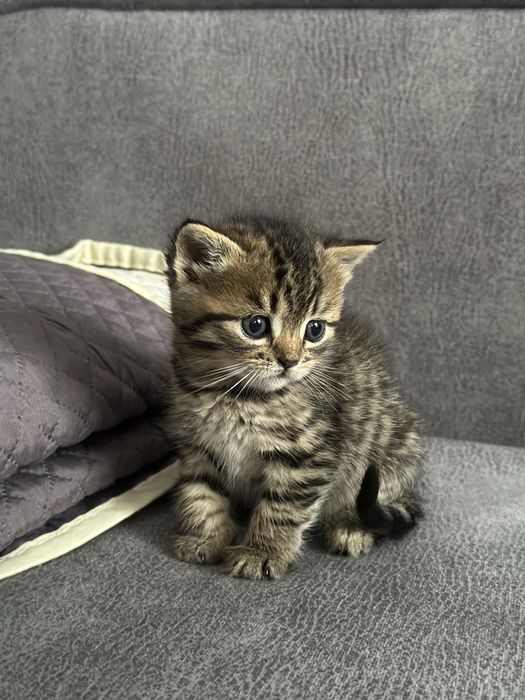 Віддам в добрі руки кошенят