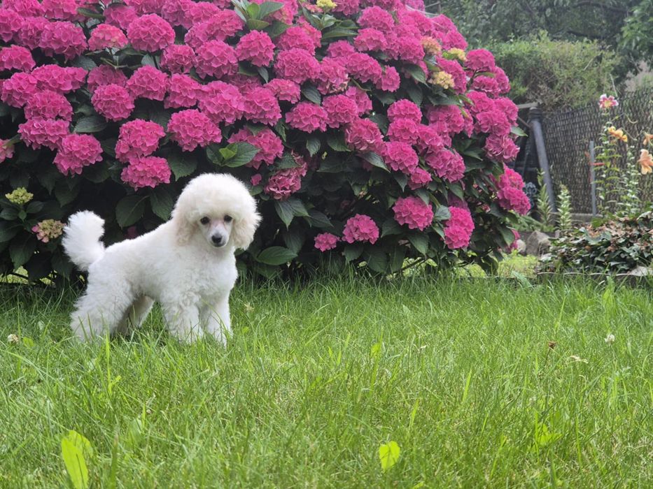 Biały pudel toy Fci Zkwp  6 miesiące  chłopiec