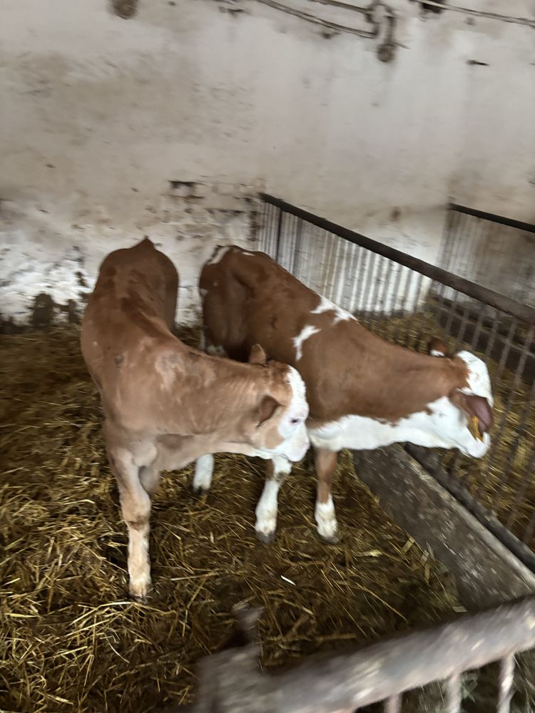 Jałówki mięsne simental limousene 105-115 kg. Żarłak odsadek