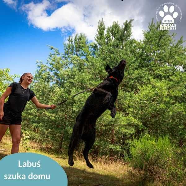Labuś szuka domu