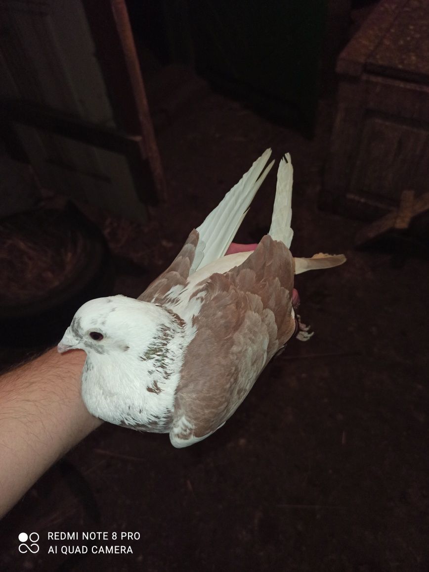 Продам поштових голубів