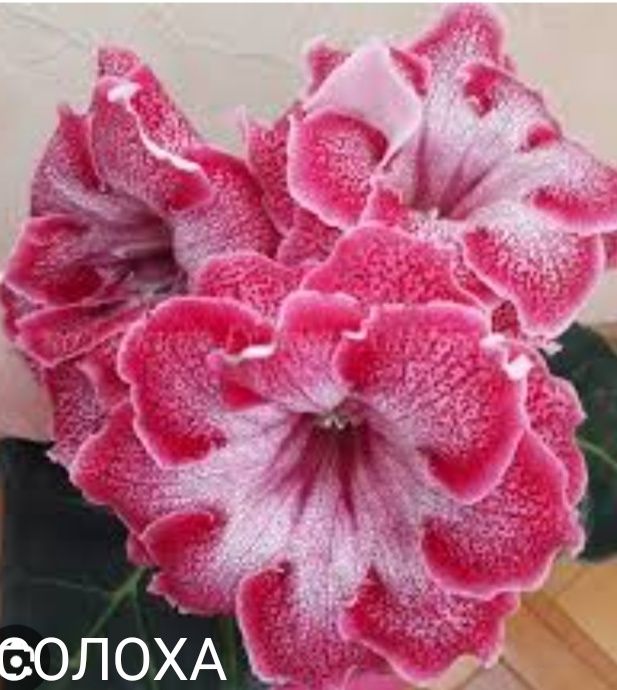 Глоксиния  сортовая  Кімнатні рослини.